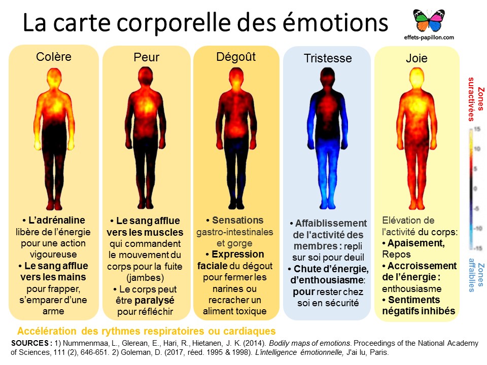 Comprendre nos émotions effets sur le corps zone touchée